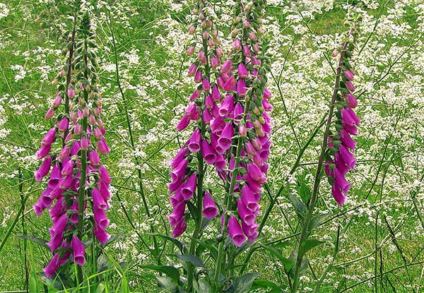 گل انگشتانه ارغوانی Digitalis purpurea nevit