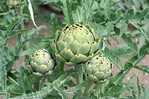 کنگر فرنگی