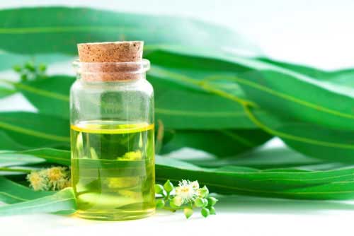 روغن اکالیپتوس
